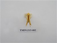 藏品(尺蠖蛾科)的圖片